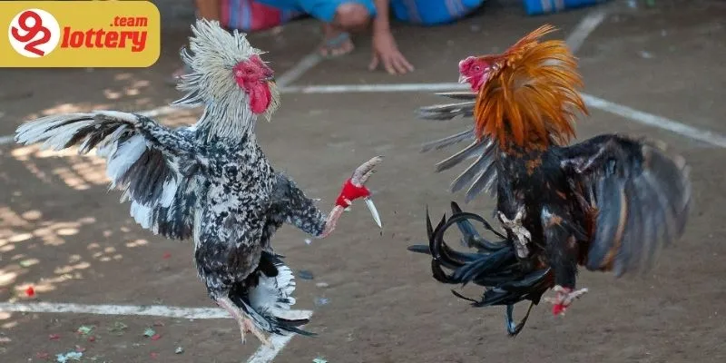 Điểm đến lý tưởng cho dân cá cược đá gà