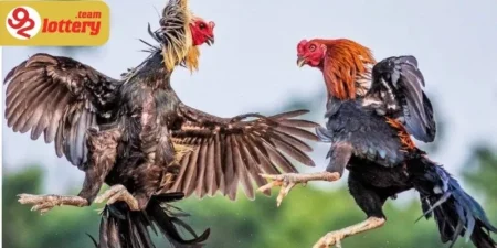 Luôn là đề tài nóng bỏng với cộng đồng đam mê đá gà