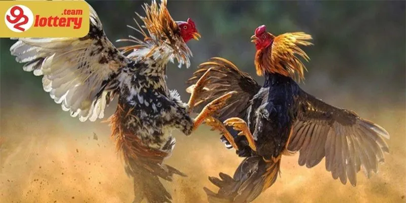 Trở thành một cộng đồng gắn bó của những người yêu thích gà